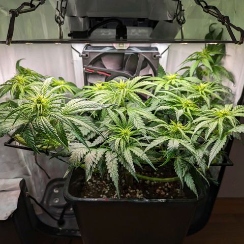 Caro growlog timeline photo