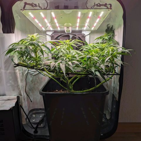 Caro growlog timeline photo