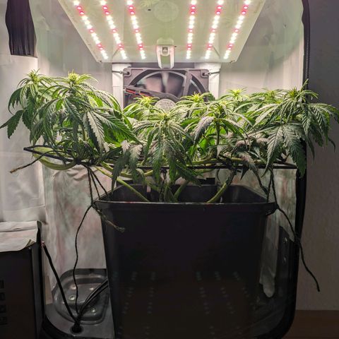 Caro growlog timeline photo
