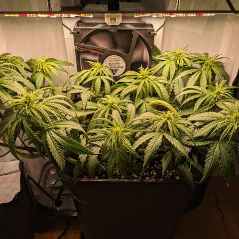 Caro growlog timeline photo