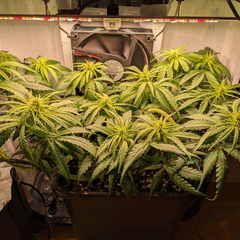 Caro growlog timeline photo