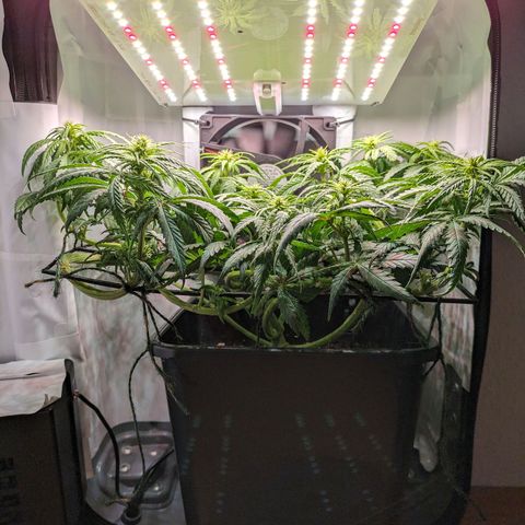 Caro growlog timeline photo