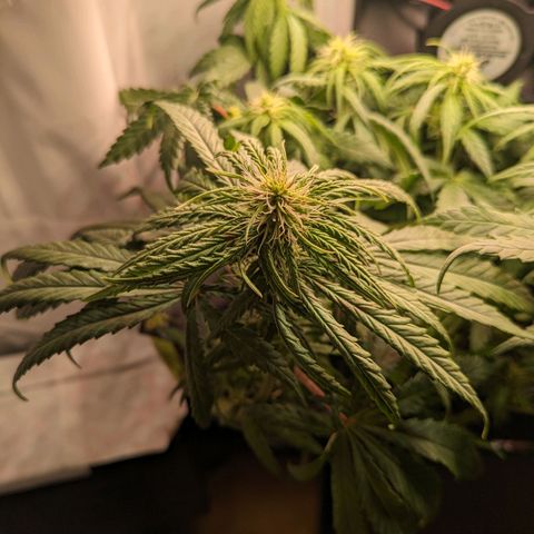 Caro growlog timeline photo