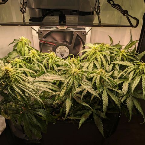 Caro growlog timeline photo