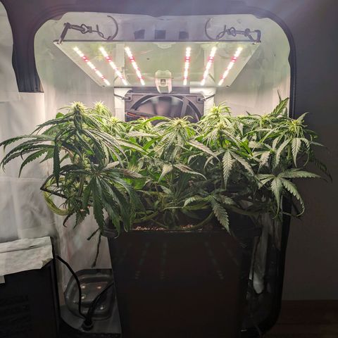 Caro growlog timeline photo