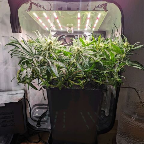 Caro growlog timeline photo