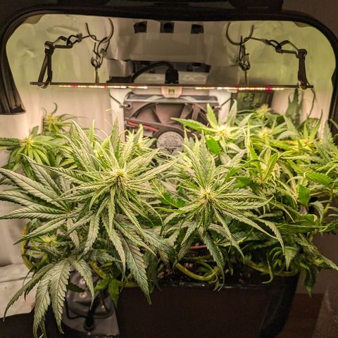Caro growlog timeline photo