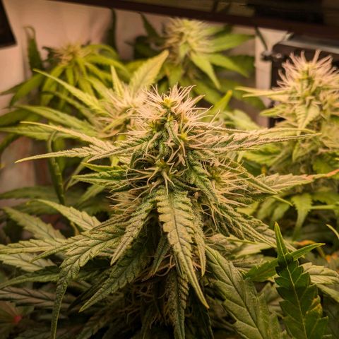 Caro growlog timeline photo