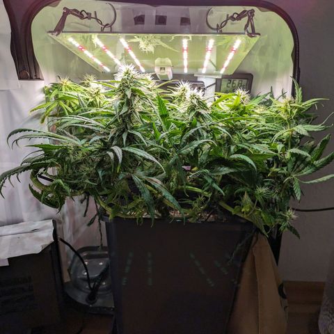 Caro growlog timeline photo