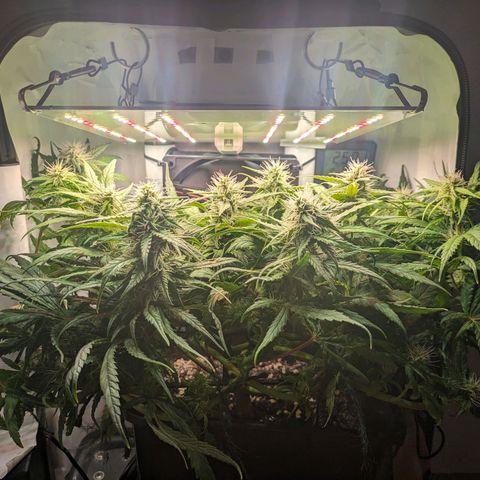 Caro growlog timeline photo