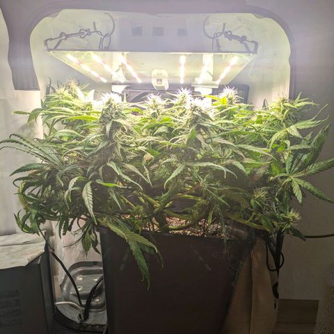 Caro growlog timeline photo