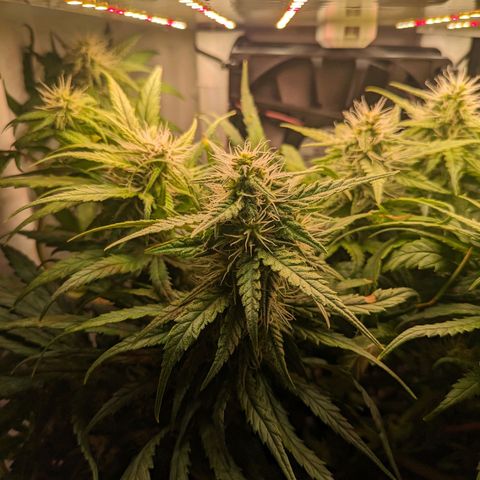 Caro growlog timeline photo