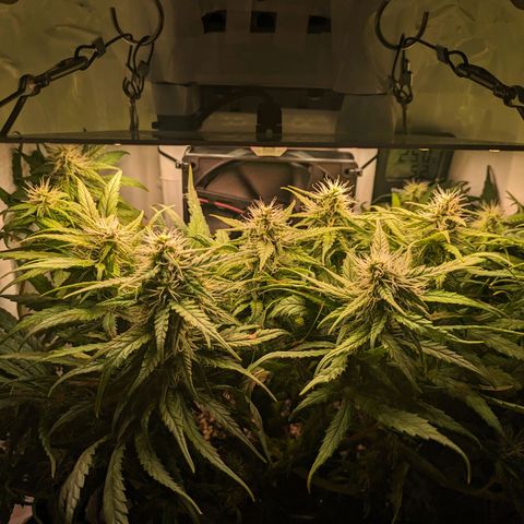 Caro growlog timeline photo
