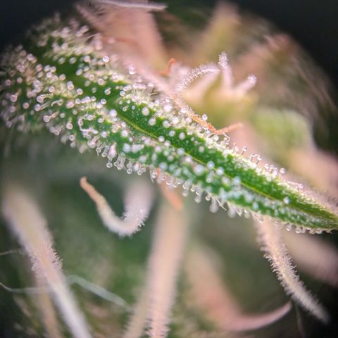 Caro growlog timeline photo