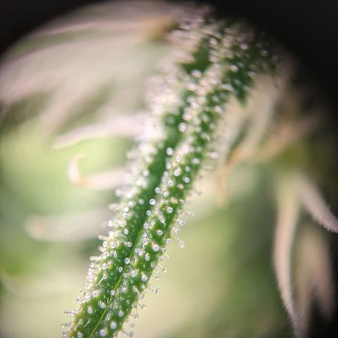 Caro growlog timeline photo