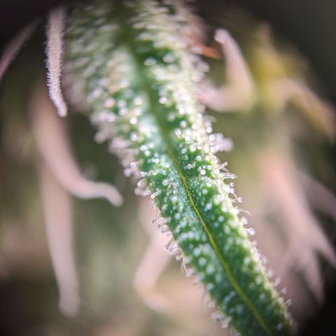 Caro growlog timeline photo