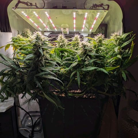 Caro growlog timeline photo