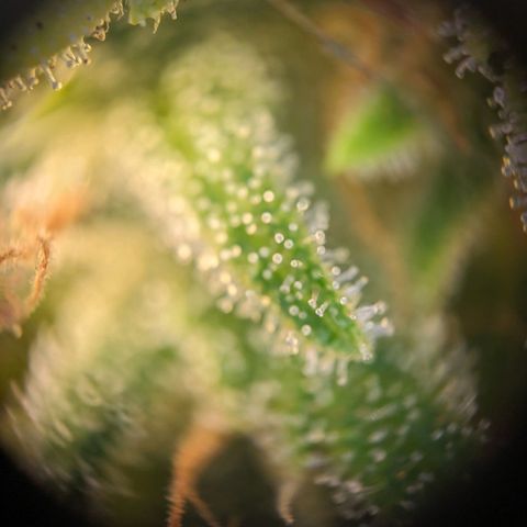 Caro growlog timeline photo
