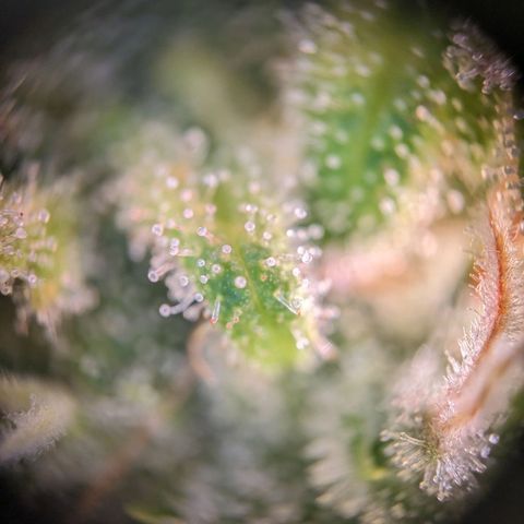 Caro growlog timeline photo