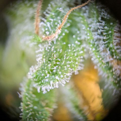 Caro growlog timeline photo