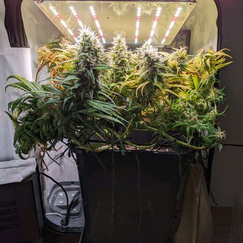 Caro growlog timeline photo