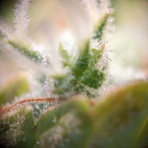 Caro growlog timeline photo
