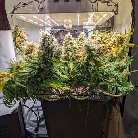 Caro growlog timeline photo