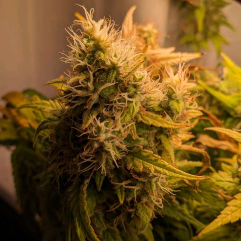 Caro growlog timeline photo
