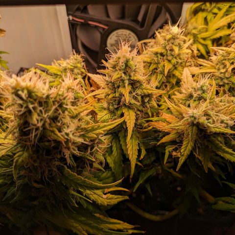 Caro growlog timeline photo