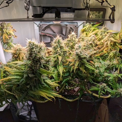 Caro growlog timeline photo