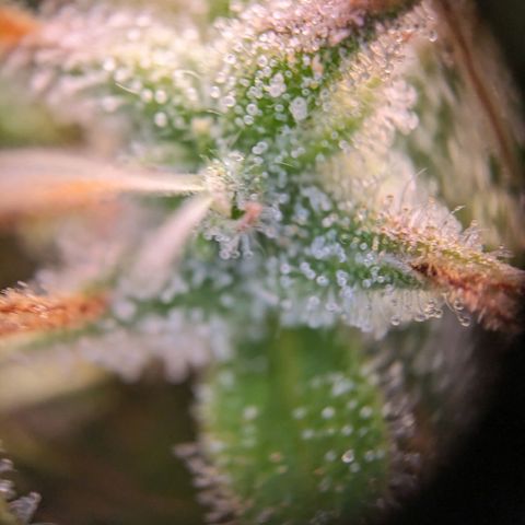 Caro growlog timeline photo