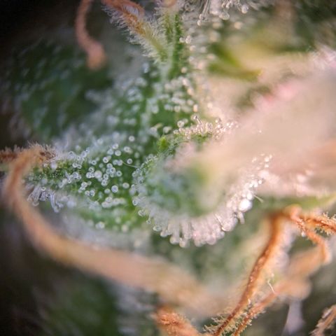 Caro growlog timeline photo