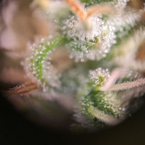 Caro growlog timeline photo
