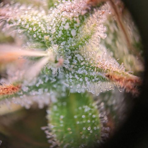 Caro growlog timeline photo