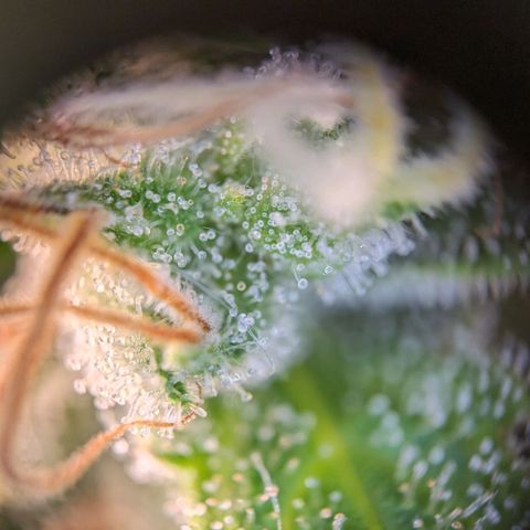 Caro growlog timeline photo