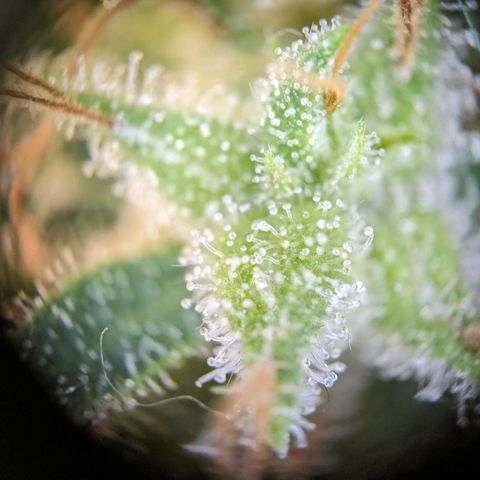 Caro growlog timeline photo