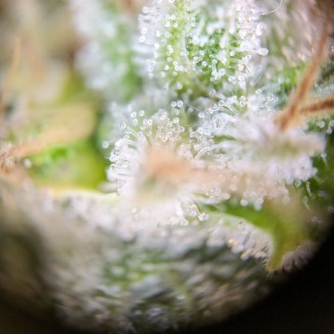 Caro growlog timeline photo