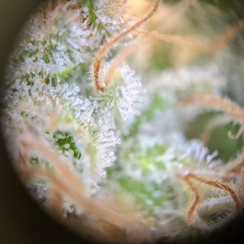 Caro growlog timeline photo