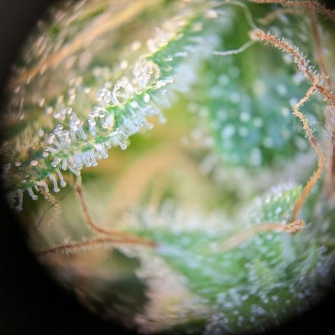 Caro growlog timeline photo