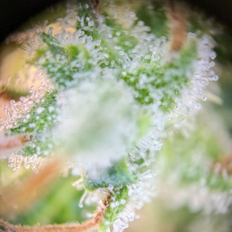 Caro growlog timeline photo