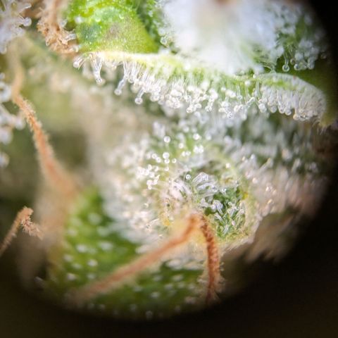 Caro growlog timeline photo