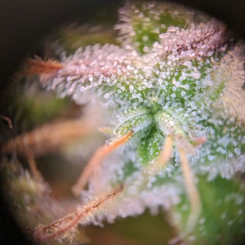 Caro growlog timeline photo