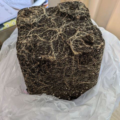 Caro growlog timeline photo