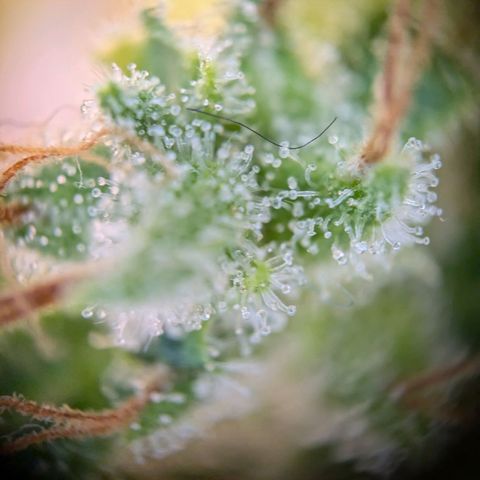 Caro growlog timeline photo