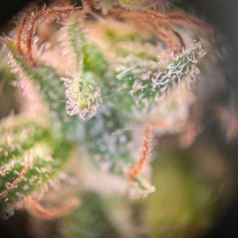 Caro growlog timeline photo