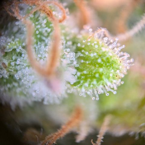 Caro growlog timeline photo
