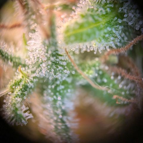 Caro growlog timeline photo