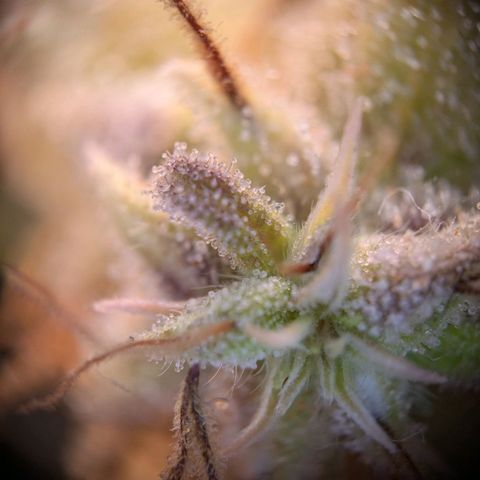 Caro growlog timeline photo