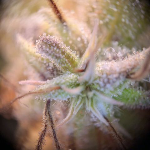 Caro growlog timeline photo