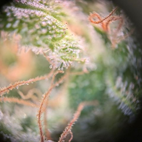 Caro growlog timeline photo